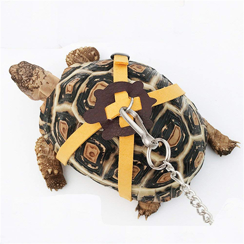 Turtle Traction Belt Control R - Water Dish Reptile recension och pris