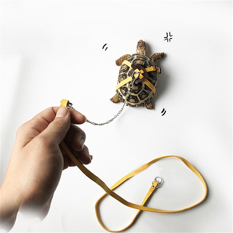 Turtle Traction Belt Control R - Water Dish Reptile recension och pris