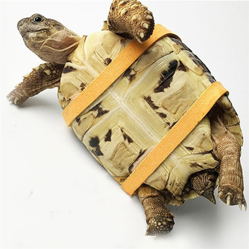 Turtle Traction Belt Control R - Water Dish Reptile recension och pris